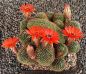 Lobivia saltensis cristata