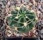 Lobivia tegeleriana