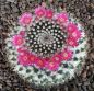 Mammillaria
