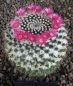 Mammillaria