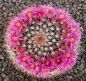 Mammillaria