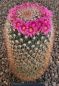 Mammillaria