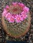 Mammillaria