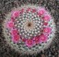 Mammillaria