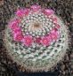 Mammillaria