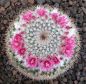 Mammillaria