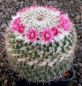 Mammillaria