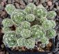 Mammillaria gracilis Antje