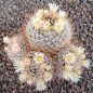 Mammillaria nazasensis SB489
