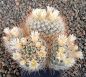 Mammillaria nazasensis SB489