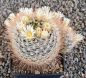 Mammillaria nazasensis SB489