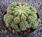 Matucana polzii
