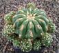 Matucana polzii