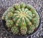 Matucana polzii