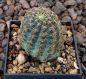 Mammillaria steinmannii