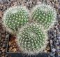 Mediolobivia nigricans carmeniana