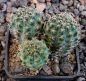 Mammillaria steinmannii