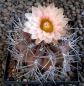 Neochilenia
