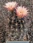 Neochilenia