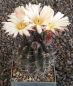Neochilenia