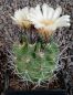 Neochilenia paucicostata