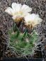 Neochilenia paucicostata