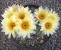 Notocactus mammulosus