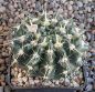 Notocactus mammulosus