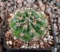 Notocactus ottonis janousekianus