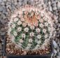 Notocactus schlosseri