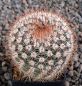 Notocactus schlosseri