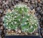 Notocactus vorwerkianus