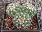 Notocactus vorwerkianus