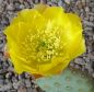 Opuntia basilaris aurea