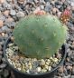 Opuntia basilaris aurea