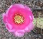 Opuntia basilaris Berlin