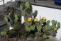 Opuntia engelmannii DJF 1170.19