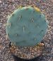 Opuntia engelmannii DJF 1170.19