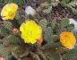 Opuntia fragilis freiburg