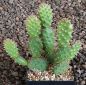 Opuntia fragilis freiburg
