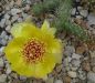 Opuntia fragilis friedrichshafen