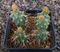 Opuntia fragilis friedrichshafen