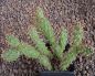 Opuntia fragilis friedrichshafen