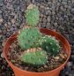 Opuntia fragilis füssen