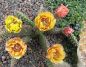 Opuntia fragilis Wizzard