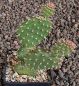 Opuntia fragilis Wizzard