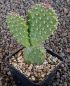 Opuntia fragilis Wizzard