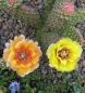 Opuntia fragilis Wizzard