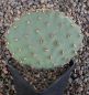 Opuntia macrorhiza Stafford Kansas
