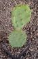 Opuntia phaeacantha orangeade